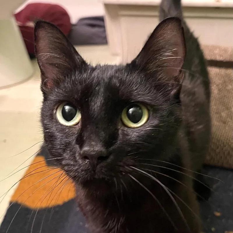 An adult medium-sized female Black Domestic Short Hair cat named Tart for adoption in Springfield, IL