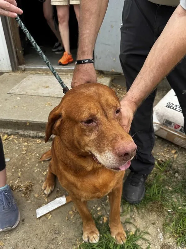 An adult large-sized male Labrador Retriever dog named B for adoption in Salisbury, MD