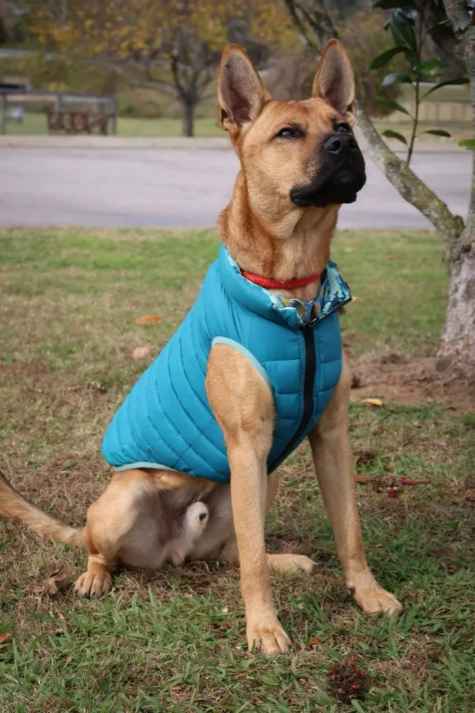 A young medium-sized male Mixed Breed dog named Jacob for adoption in Columbia, TN