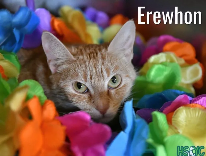 A young medium-sized female Domestic Short Hair cat named Erewhon for adoption in Fort Mill, SC