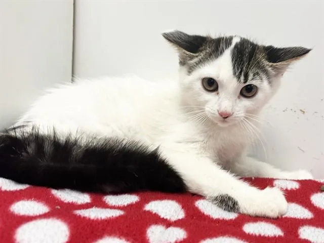 A baby small-sized female Domestic Short Hair cat named Flower for adoption in Sacramento, CA