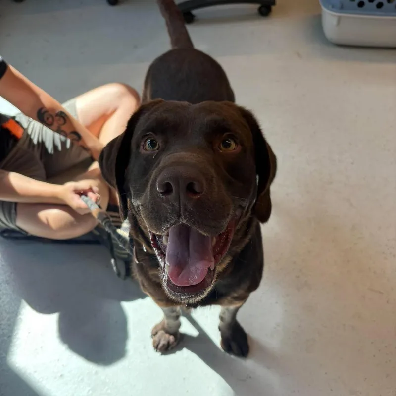 An adult small-sized male Brown / Chocolate Mixed Breed dog named Graham Stray Hold for adoption in Huntington, WV