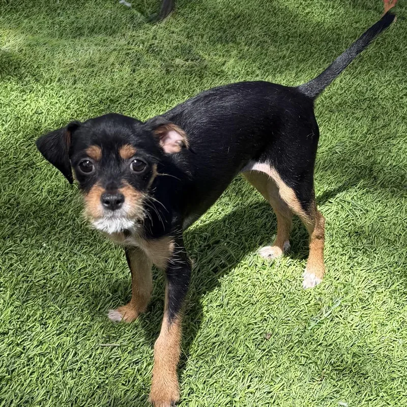 A baby small-sized female Black Chihuahua dog named Britt for adoption in Las Vegas, NV