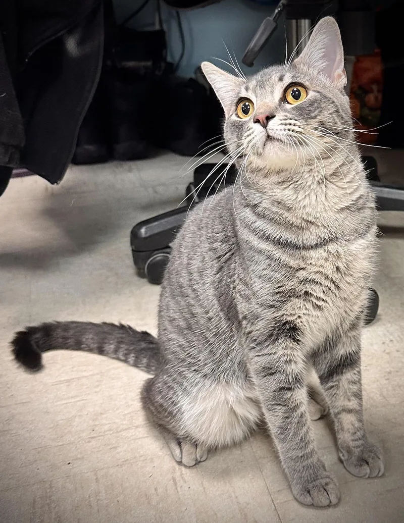 O’doyle thumbnail 2