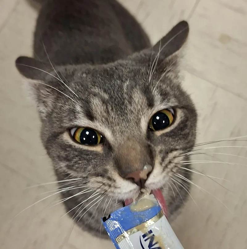 O’doyle thumbnail 3