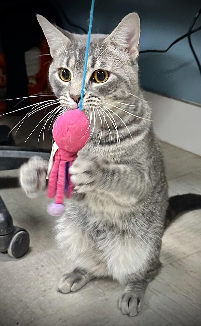 O’doyle thumbnail 5