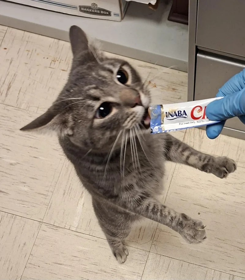 O’doyle thumbnail 6