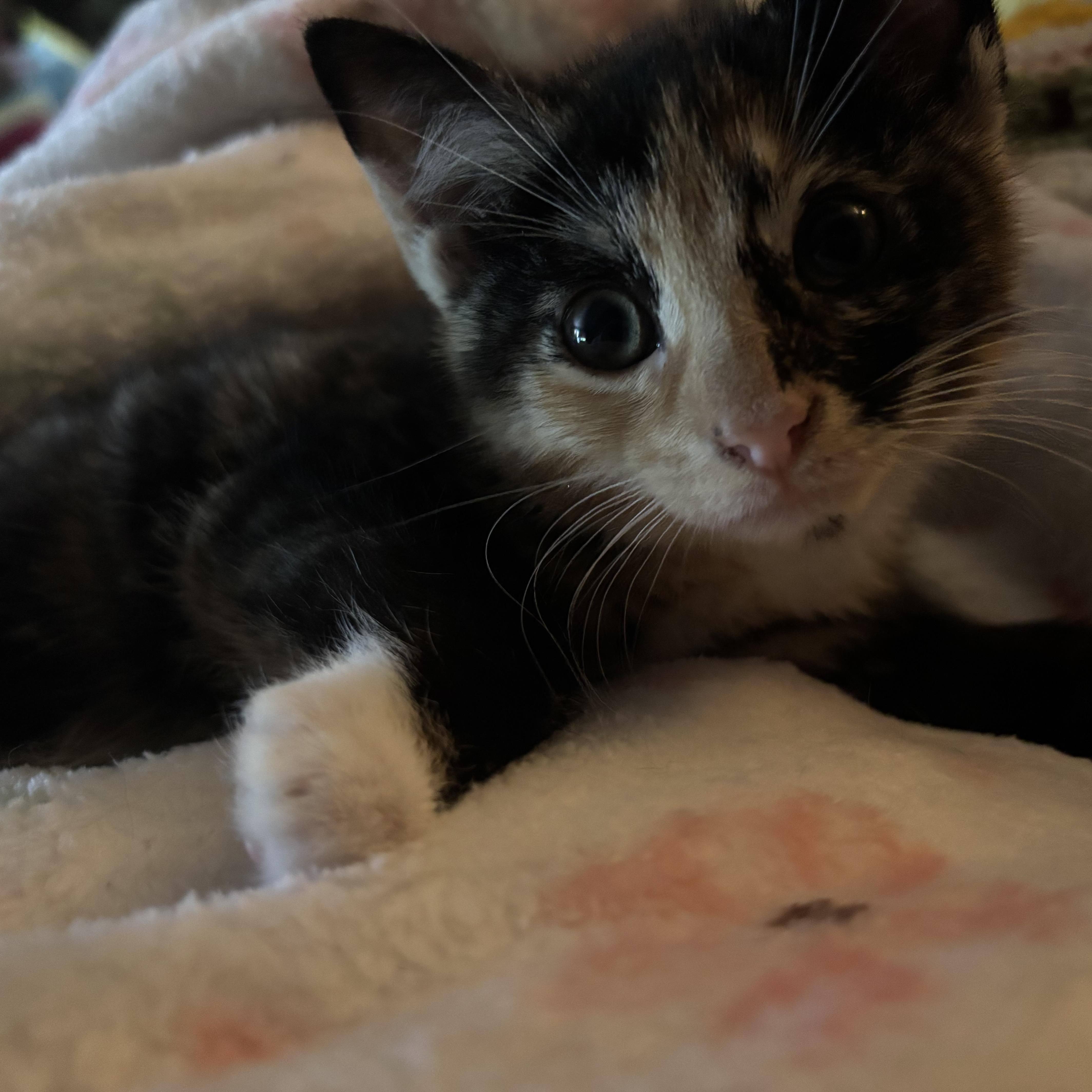 A baby medium-sized female Calico Domestic Short Hair cat named Talia for adoption in Cranford, NJ