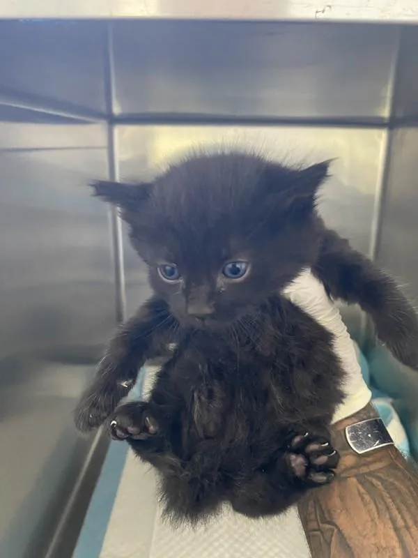 A baby small-sized male Domestic Short Hair cat named Rambo for adoption in Victorville, CA