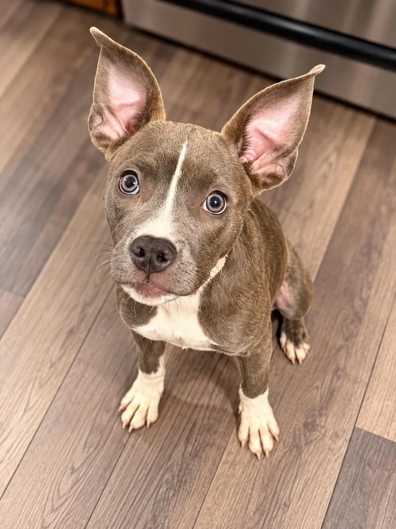 A baby medium-sized female Pit Bull Terrier dog named Sadie for adoption in West Des Moines, IA