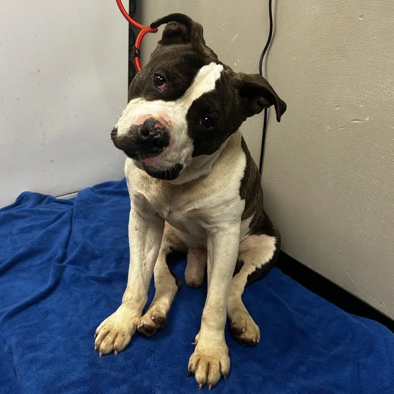 Leefy Lee thumbnail 3