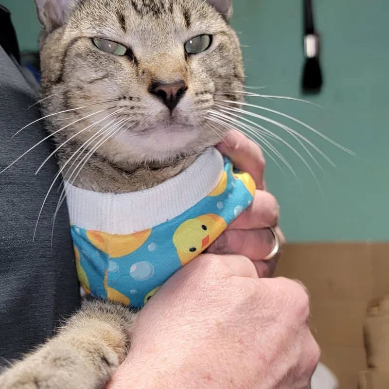 A young medium-sized male Tabby (Gray / Blue / Silver) Domestic Short Hair cat named Cubby for adoption in Crane, MO
