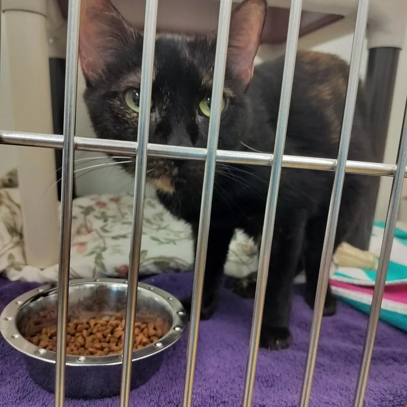 An adult medium-sized female Tortoiseshell Domestic Short Hair cat named Mia for adoption in Naples, FL