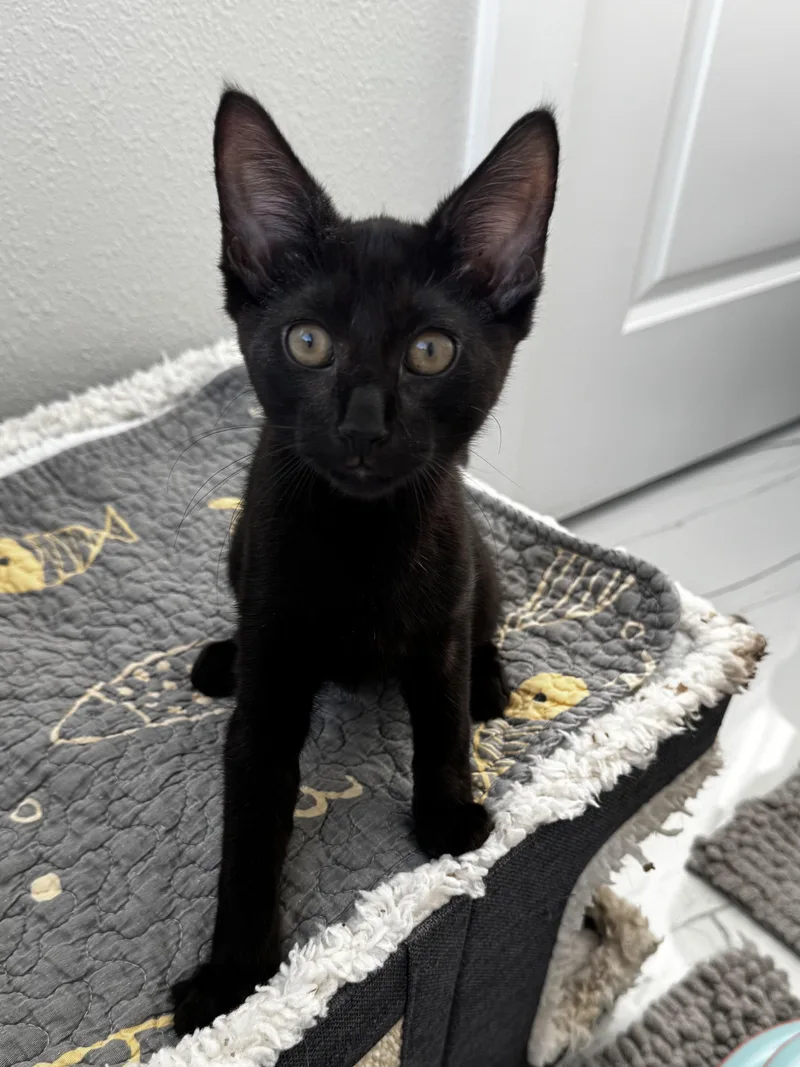 A baby small-sized male Oriental Short Hair cat named Yolo for adoption in St Petersburg, FL