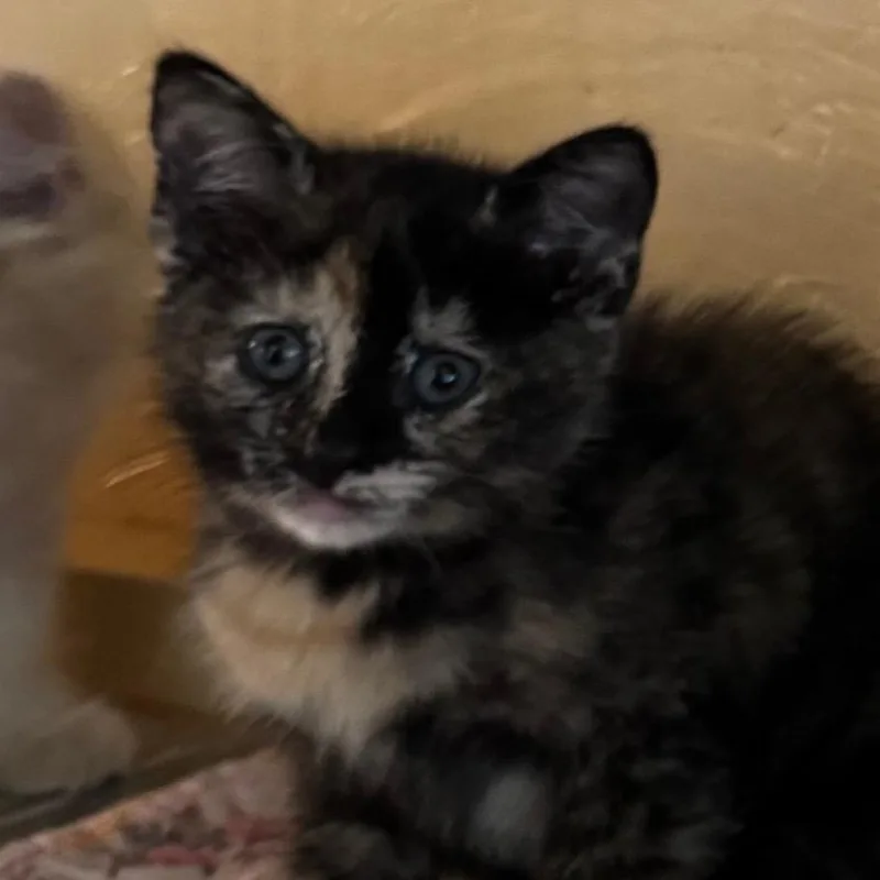 A baby small-sized female Domestic Short Hair cat named Cake for adoption in Kennebunk, ME