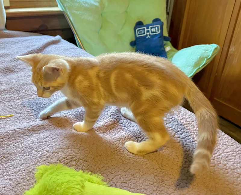 Gummybear thumbnail 3