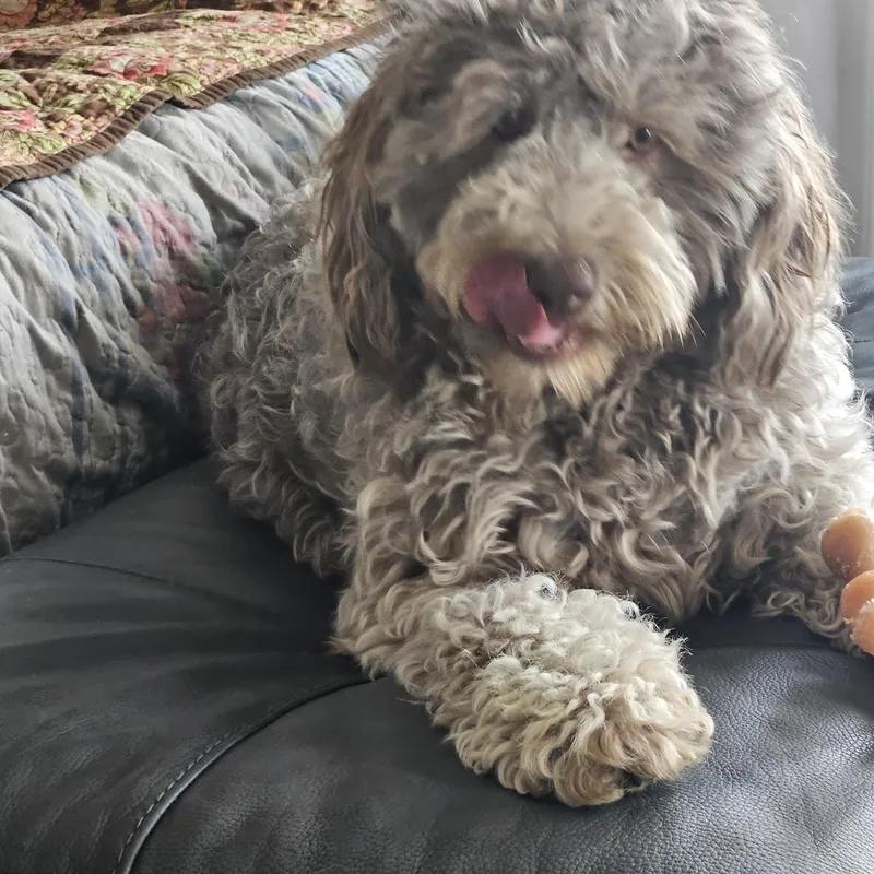 Chaiwashington thumbnail 2