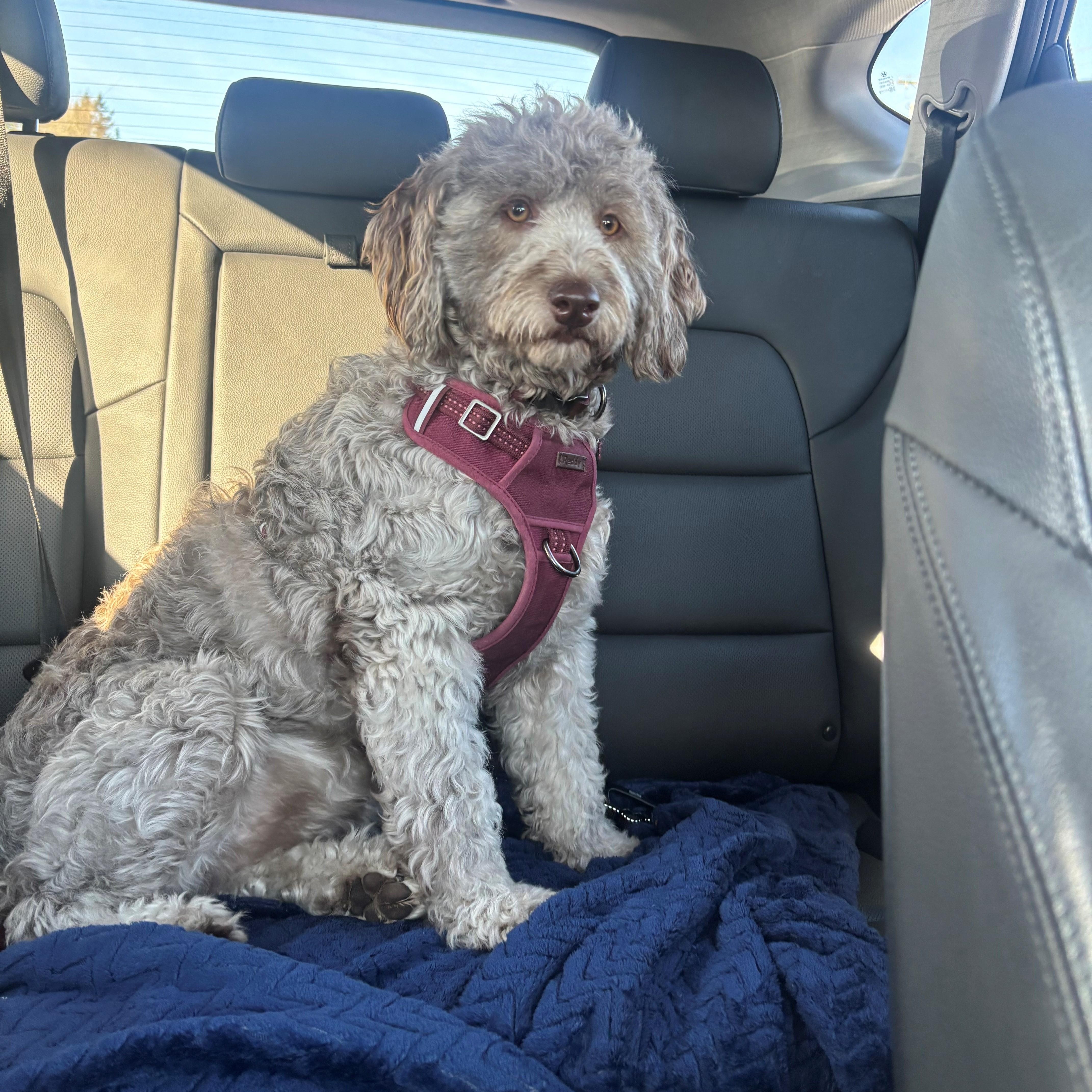 Chaiwashington thumbnail 3