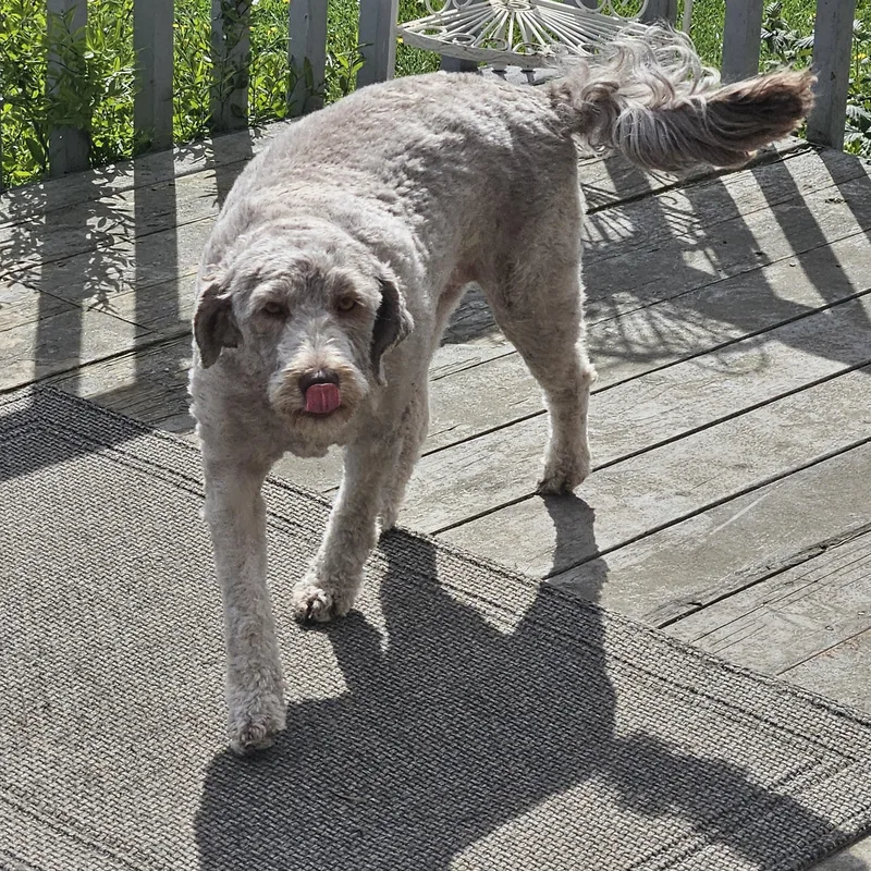 Chaiwashington thumbnail 5