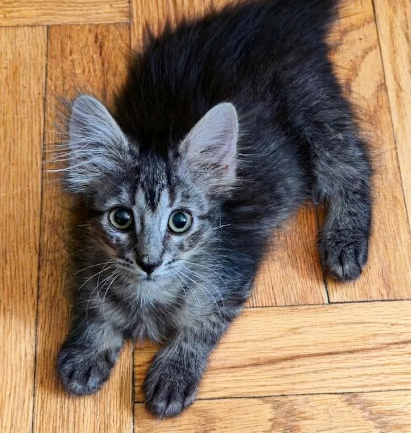 A baby small-sized female Tabby (Brown / Chocolate) Domestic Medium Hair cat named Cadence for adoption in New York, NY