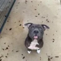 An adult large-sized male Gray / Blue / Silver Terrier dog named Phoenix for adoption in Austin, TX