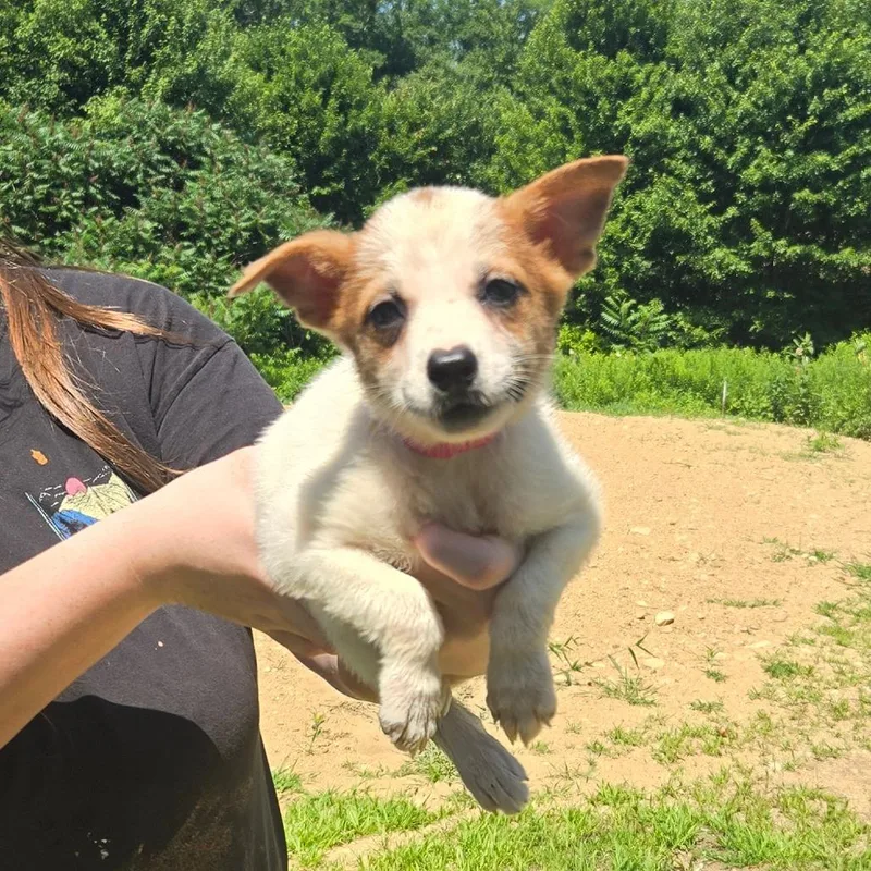 A baby medium-sized female White / Cream Mixed Breed dog named CT Argentina for adoption in Stormville, NY