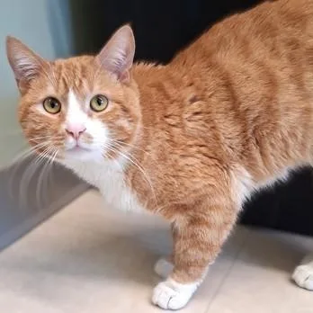 An adult medium-sized male Orange & White Domestic Short Hair cat named Gin for adoption in Belmont, NY