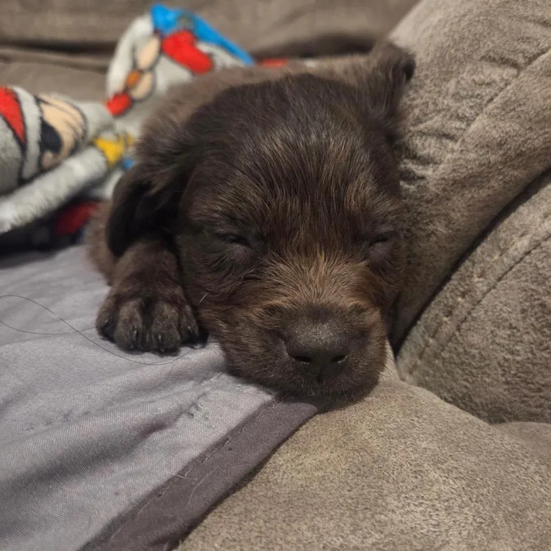 A baby medium-sized male Flat-Coated Retriever dog named Scotty Smalls for adoption in New Orleans, LA