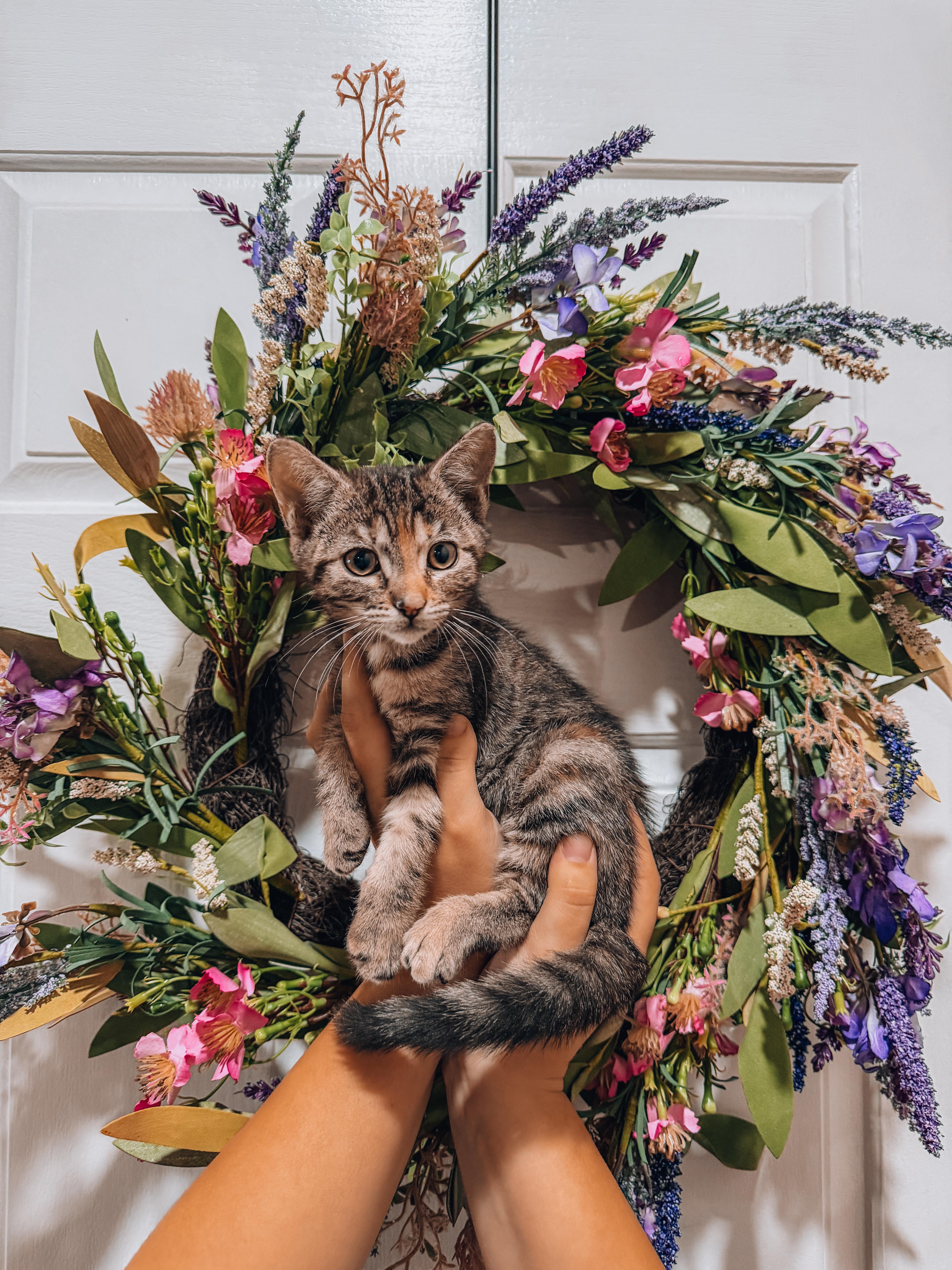 A baby medium-sized female Tabby cat named Daisy fantastic with for adoption in Goodyear, AZ
