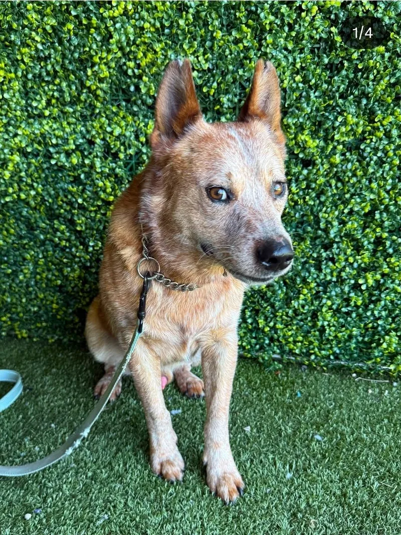 A young medium-sized male Australian Cattle Dog / Blue Heeler dog named Link for adoption in Bradenton, FL