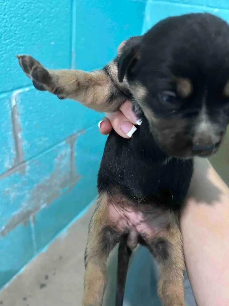 A baby medium-sized female Cane Corso dog named Bess for adoption in Glen Rose, TX