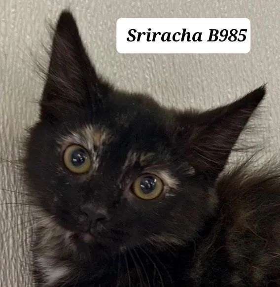 A baby medium-sized female Tortoiseshell Domestic Long Hair cat named Sriracha for adoption in Morganton, NC