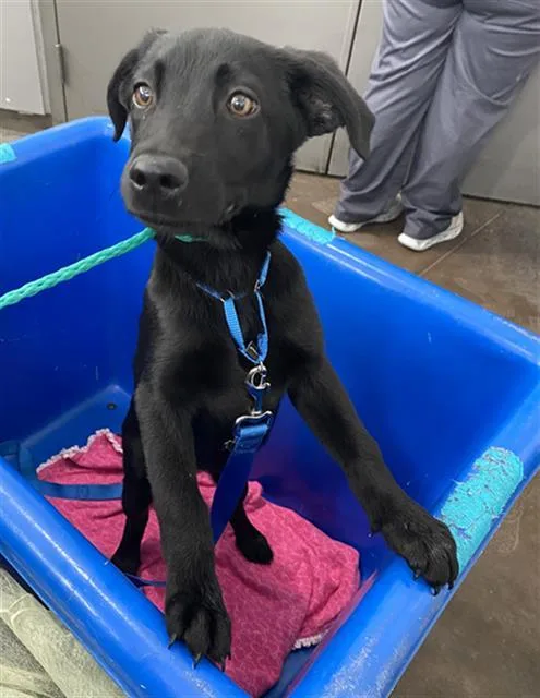 A baby medium-sized female Mixed Breed dog named Lyra for adoption in Dallas, TX