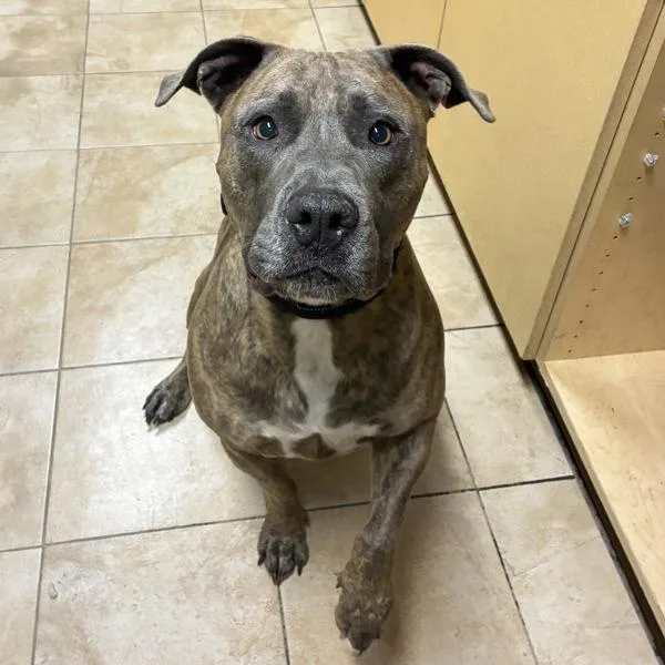 An adult large-sized male American Staffordshire Terrier dog named Stockton for adoption in Troutdale, OR