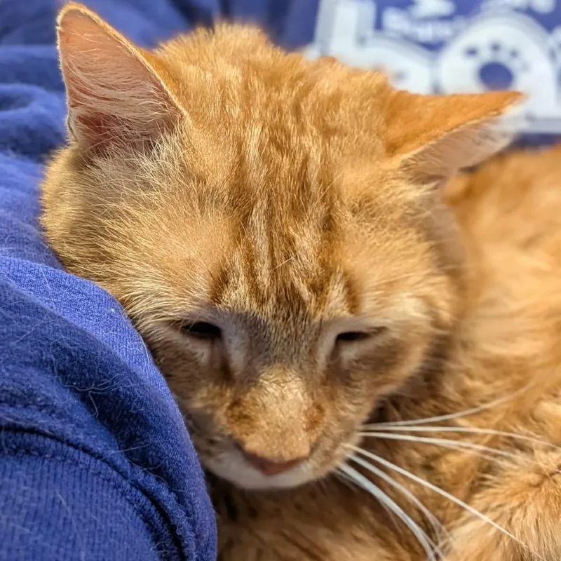 An adult small-sized male Orange / Red Domestic Short Hair cat named Cornelius for adoption in Reisterstown, MD