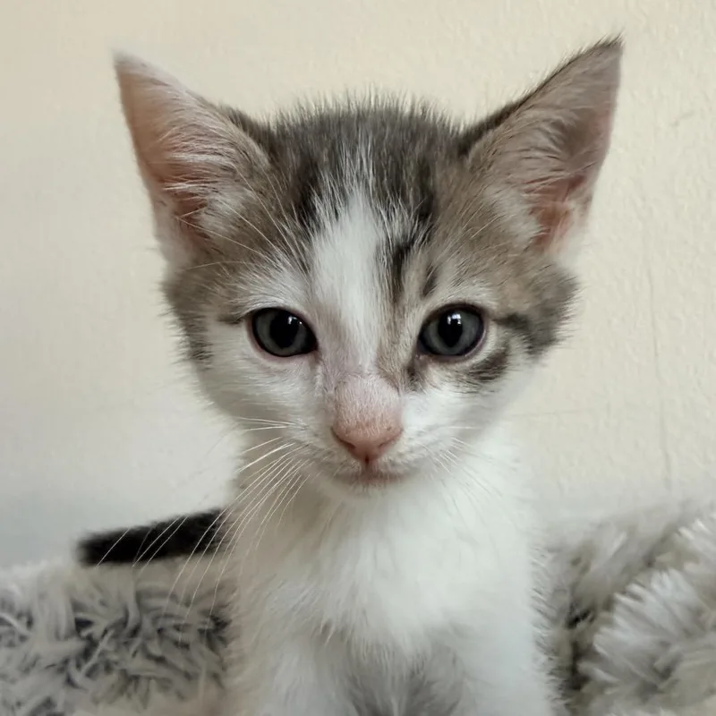 Baby Yoda thumbnail 2