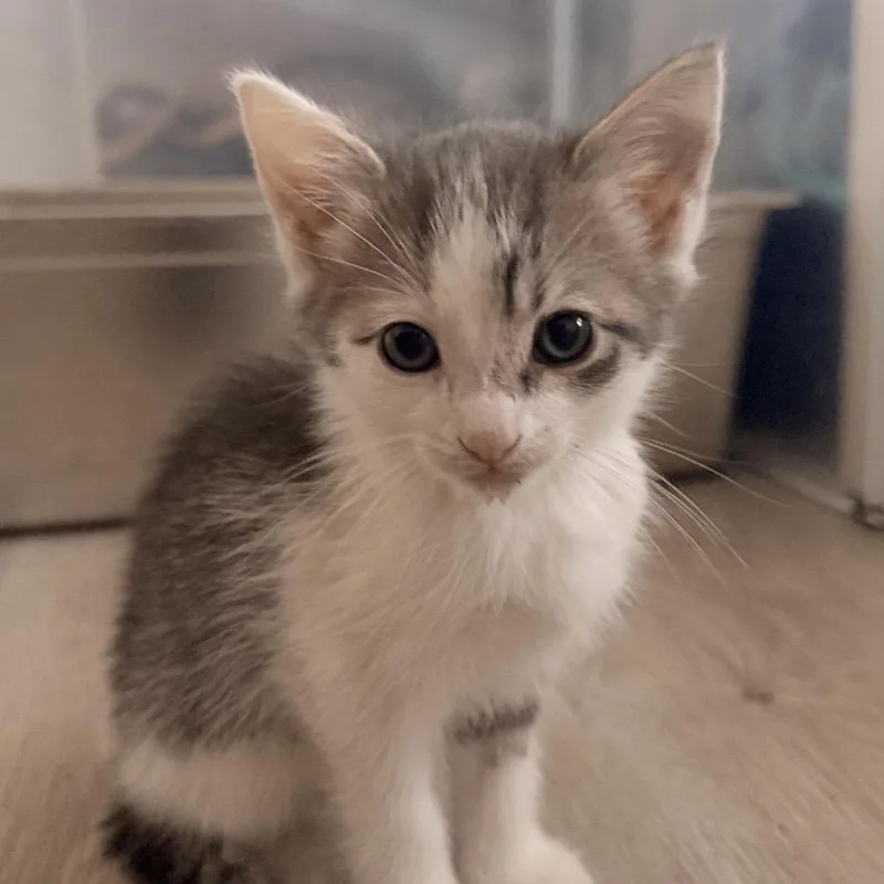 Baby Yoda thumbnail 3