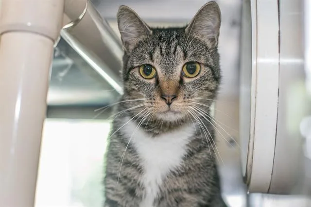 A young medium-sized female Domestic Short Hair cat named Bong for adoption in Charlotte, NC