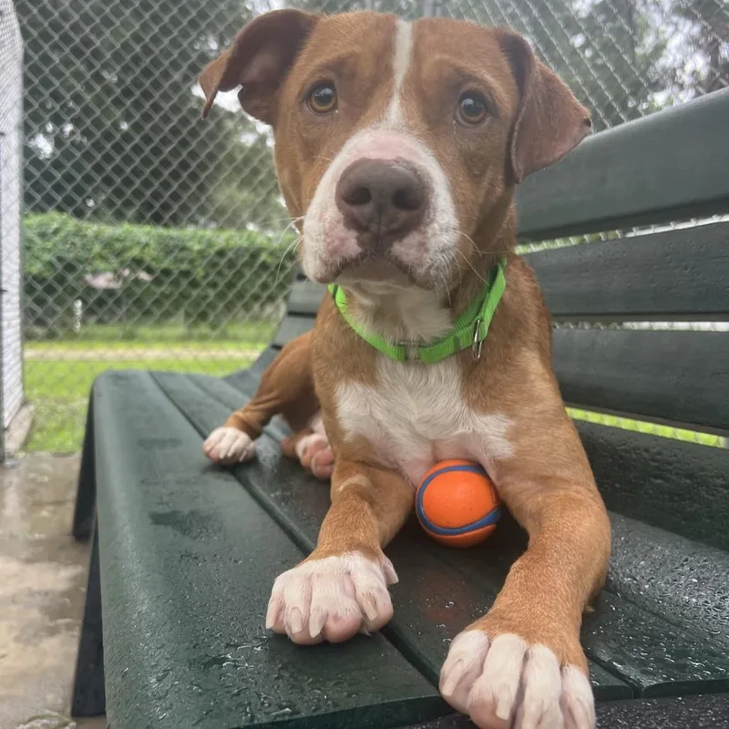 A young medium-sized male Red / Chestnut / Orange Pit Bull Terrier dog named Farin for adoption in Spring, TX