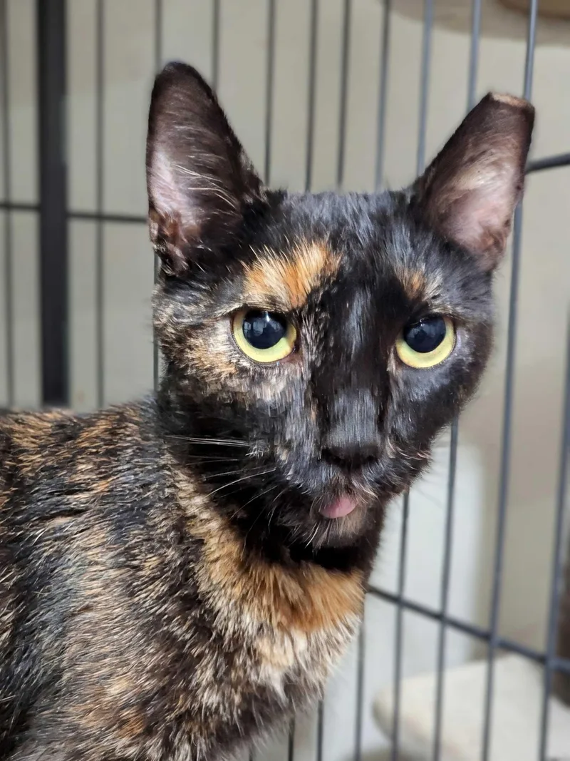 An adult medium-sized female Domestic Short Hair cat named Jubilee for adoption in Seven Valleys, PA