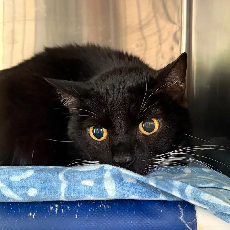 A senior large-sized male Domestic Short Hair cat named Mcgee for adoption in Cumming, GA