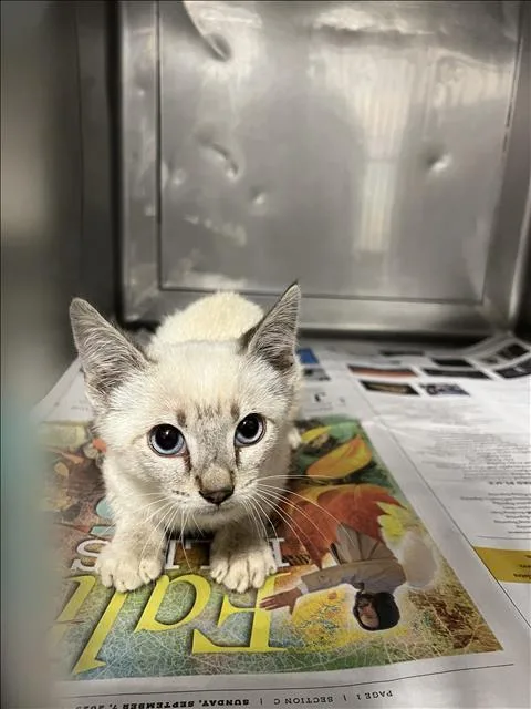 A baby small-sized male Domestic Short Hair cat named Jedi for adoption in Chatsworth, CA
