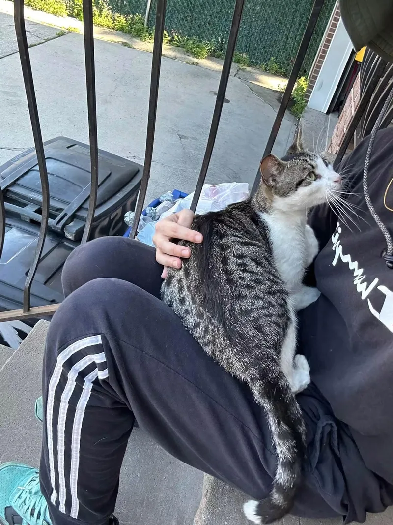 A senior small-sized female Tabby cat named Suki for adoption in Newark, NJ
