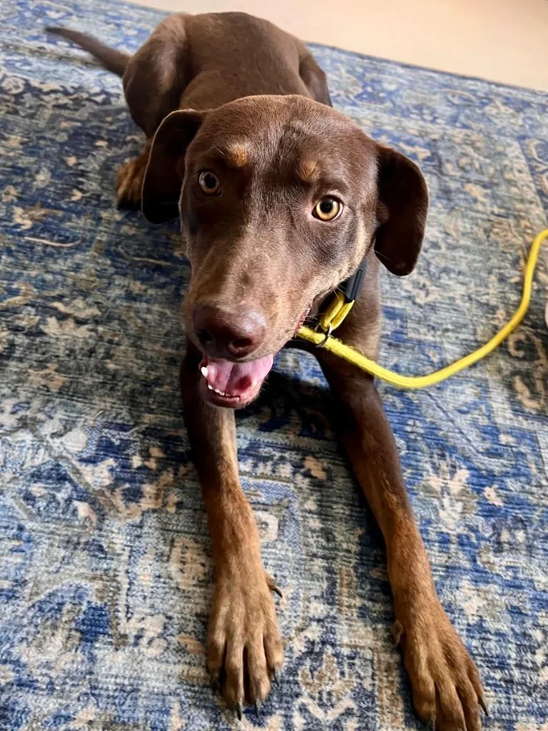 A young medium-sized female Doberman Pinscher dog named Yoshi for adoption in Belton, TX