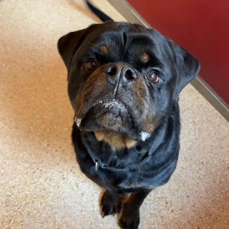 An adult extra large-sized male Black Rottweiler dog named Rodney for adoption in Reno, NV
