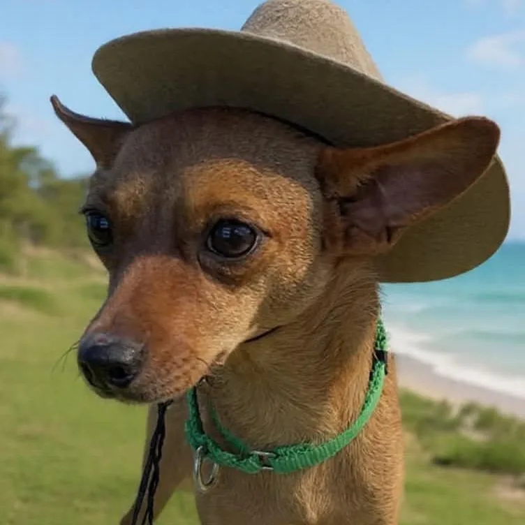 Chester thumbnail 3