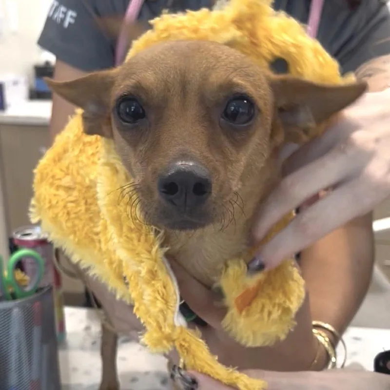 Chester thumbnail 4