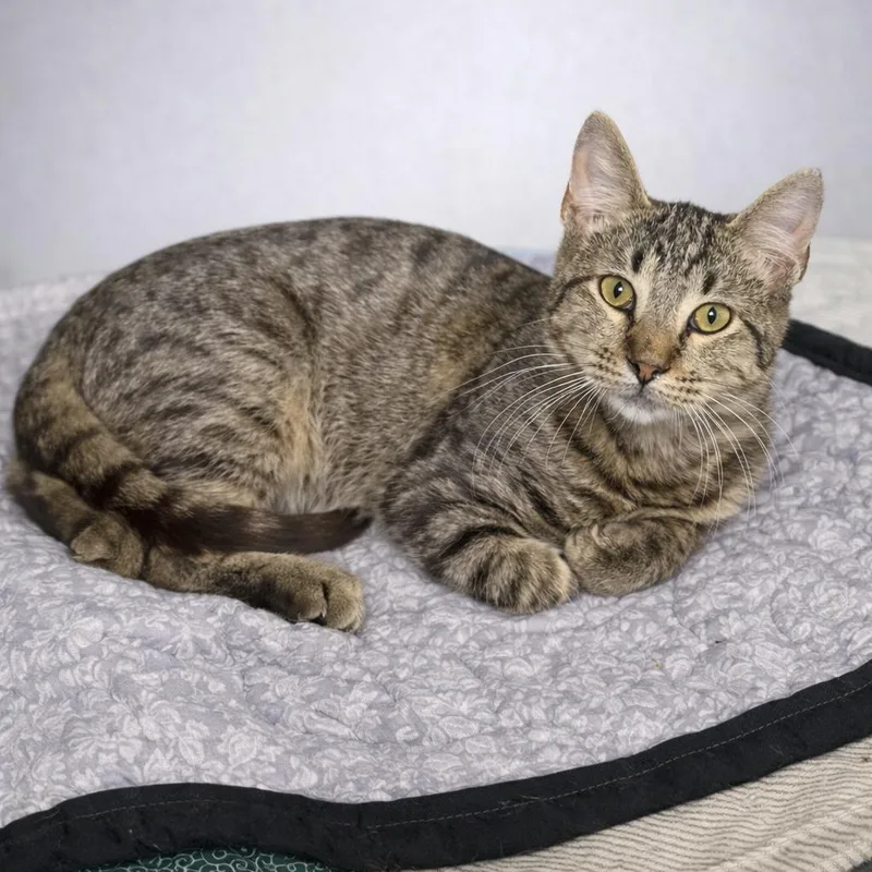 A baby small-sized male Brown / Chocolate Domestic Short Hair cat named Murray K for adoption in Corsicana, TX