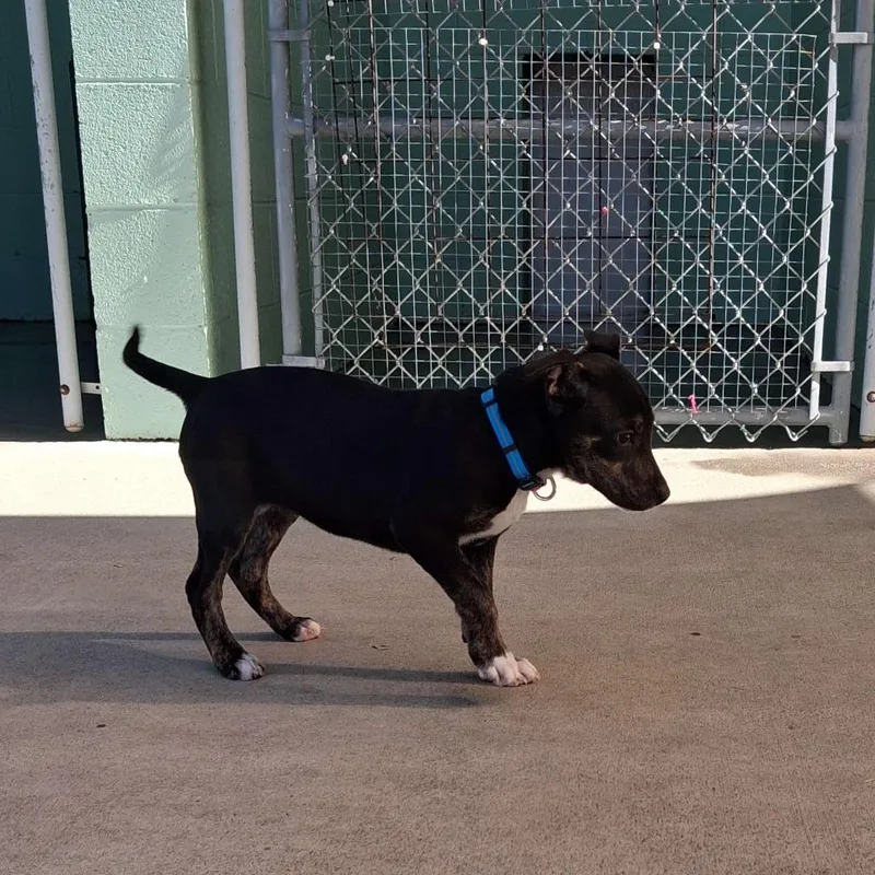 A baby large-sized female Terrier dog named Thelma for adoption in Blountville, TN
