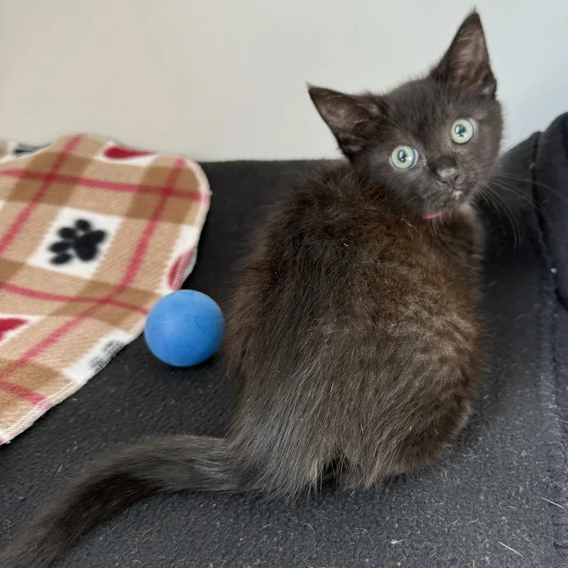 A baby small-sized female Domestic Short Hair cat named Sage for adoption in Oakland, CA